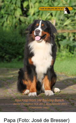 Papa (Foto: José de Bresser)